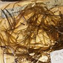 14ribbon-leaf_pondweed2 (2)